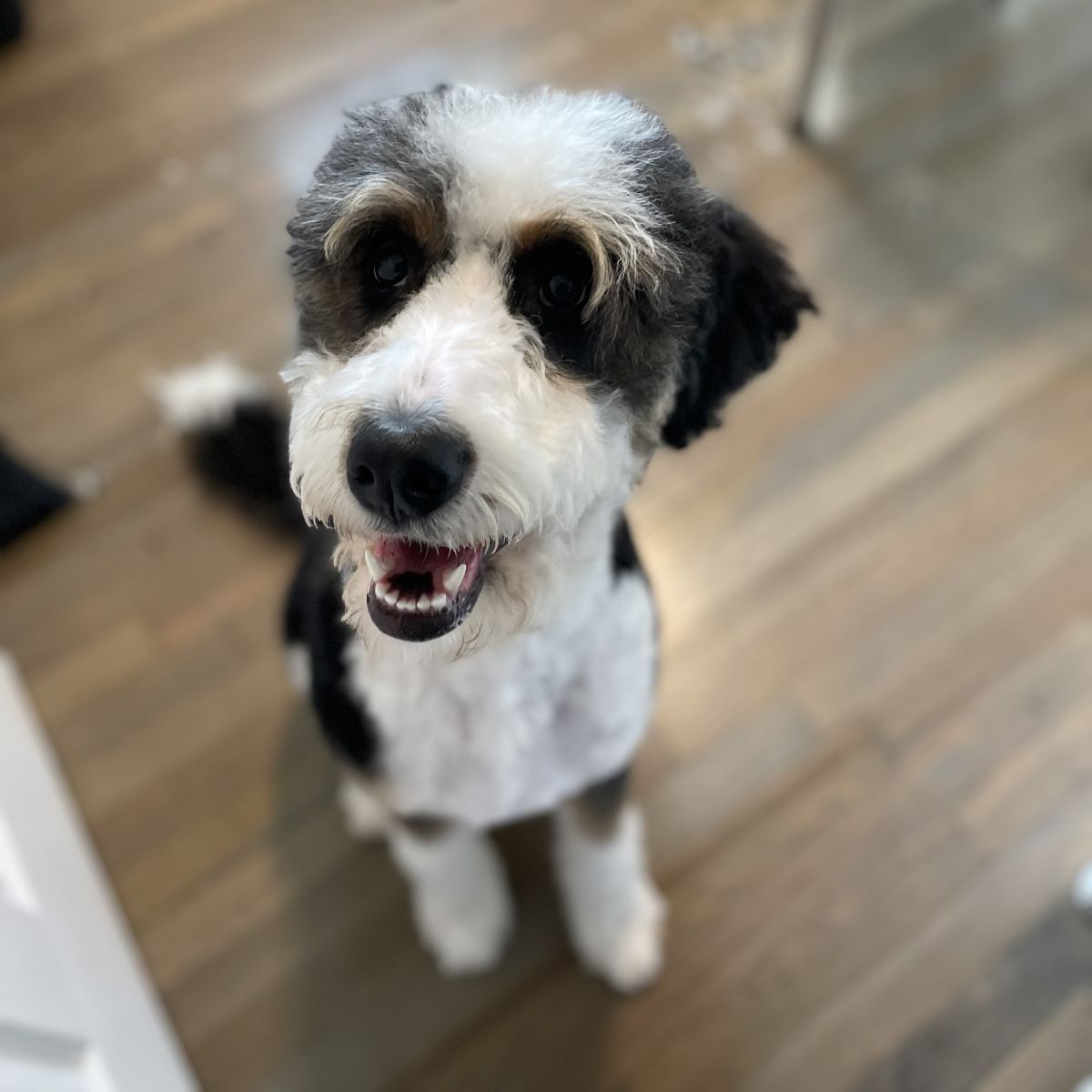 image of dog sitting