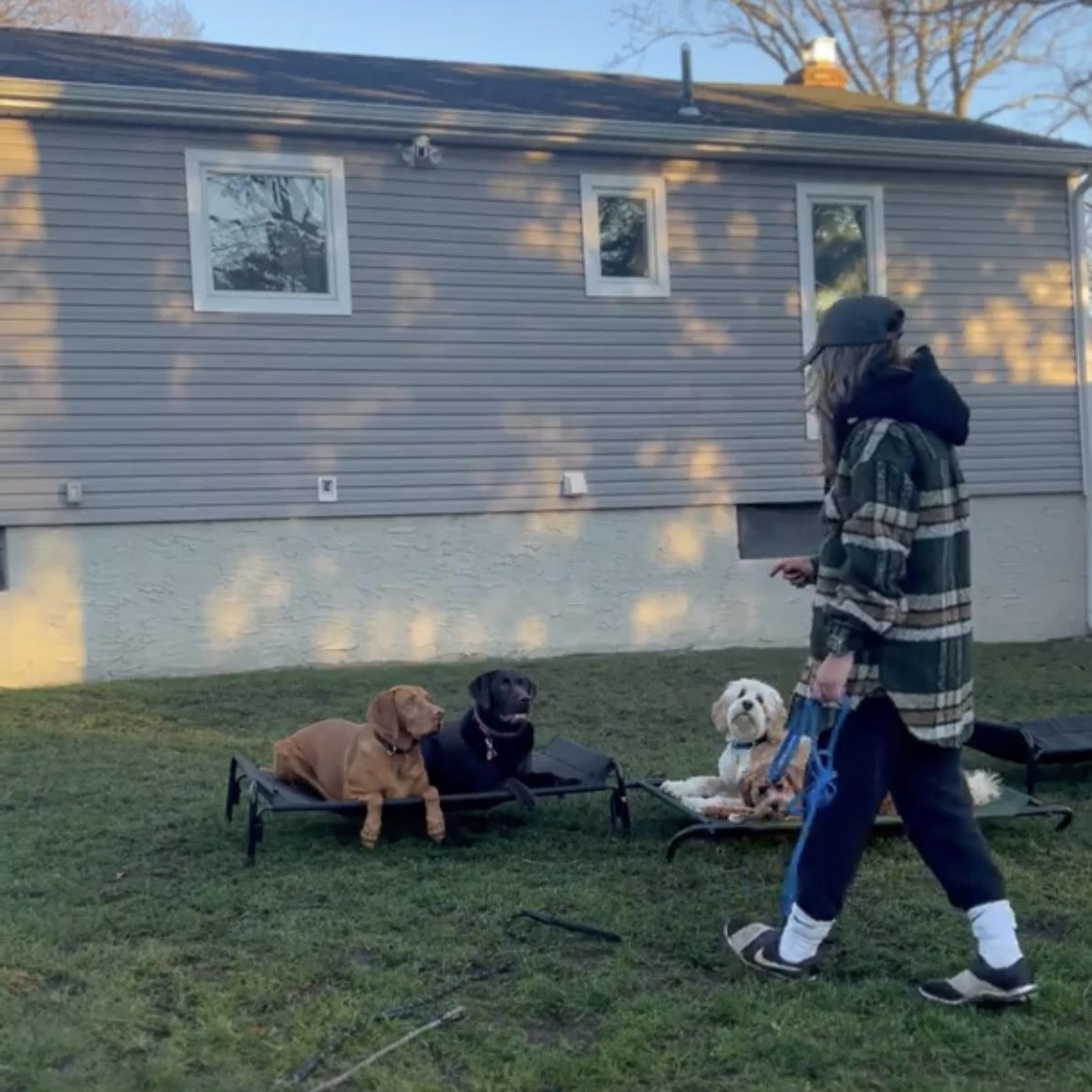 image of caitlyn training dogs